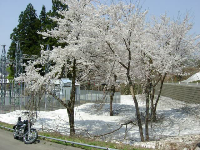 雪の中の桜