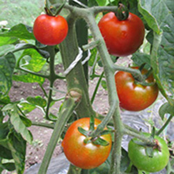 自家栽培したトマト
