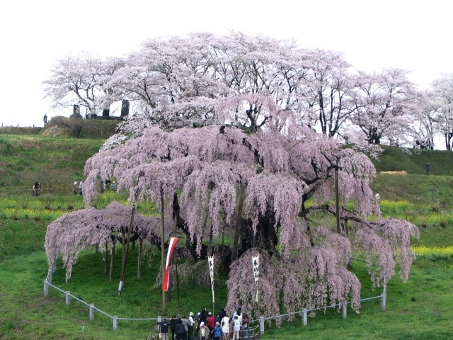 日本の風景　滝桜